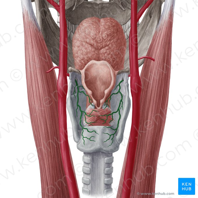 Superior laryngeal artery (Arteria laryngea superior); Image: Yousun Koh