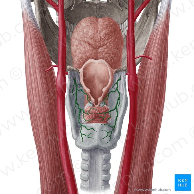 Arteria laryngea superior (Obere Kehlkopfarterie); Bild: Yousun Koh