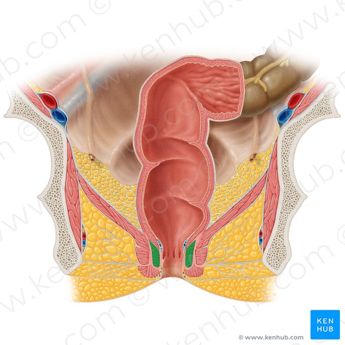 Músculo esfínter interno del ano (Musculus sphincter internus ani); Imagen: Samantha Zimmerman