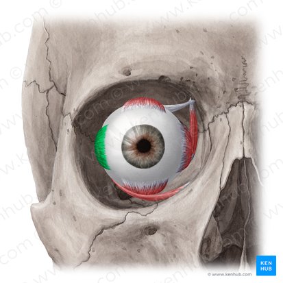 Músculo recto lateral (Musculus rectus lateralis); Imagen: Yousun Koh