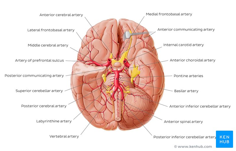 Arteries of the brain - inferior view