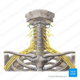 Nervus spinalis C1 (Spinalnerv C1); Bild: Yousun Koh