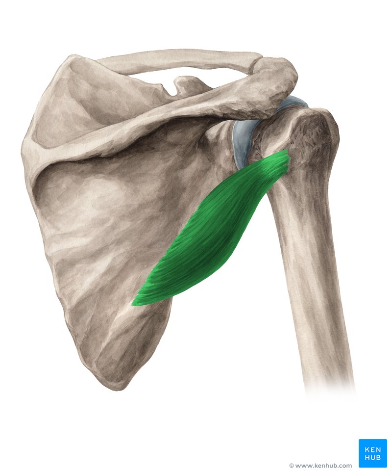 Teres minor muscle (Musculus teres minor)