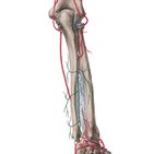 Posterior interosseous artery