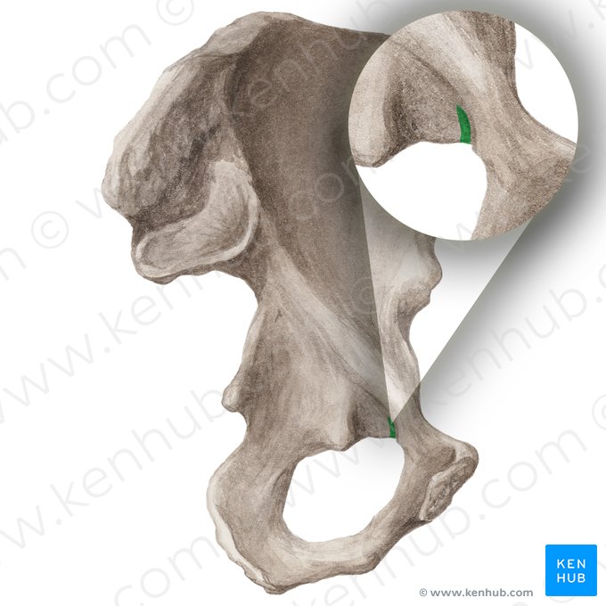 Sulcus obturatorius ossis pubis (Hüftbeinlochfurche des Schambeins); Bild: Liene Znotina