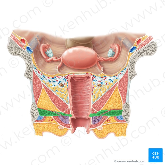 Muscle transverse profond du périnée (féminin) (Musculus transversus profundus perinei (femininus)); Image : Samantha Zimmerman