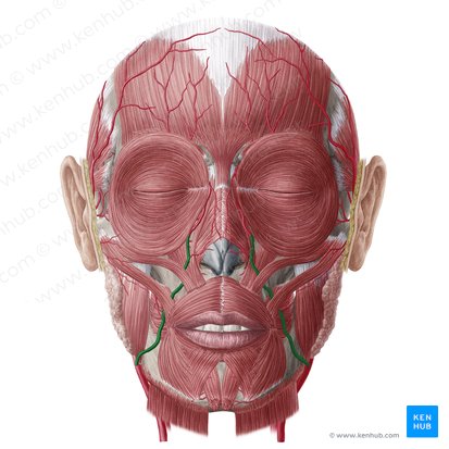 Arteria facial (Arteria facialis); Imagen: Yousun Koh