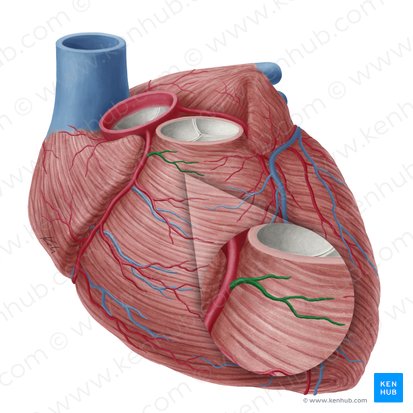 Ramus coni arteriosi arteriae coronariae dextrae; Bild: Yousun Koh