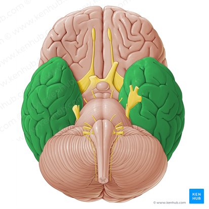 Temporal lobe (Lobus temporalis); Image: Paul Kim