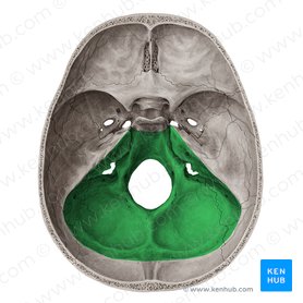 Posterior cranial fossa (Fossa cranii posterior); Image: Yousun Koh