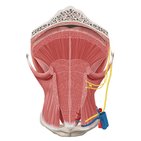 Muscles of the tongue 