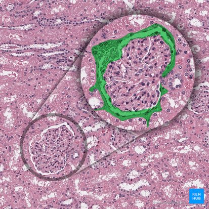 Cápsula de Bowman (Capsula glomerularis); Imagen: 