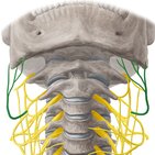 Nervus auricularis magnus