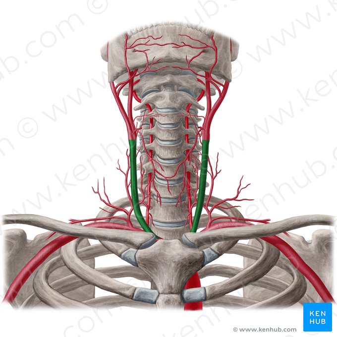 Common carotid artery (Arteria carotis communis); Image: Yousun Koh