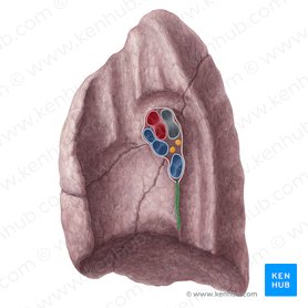 Ligamento pulmonar derecho (Ligamentum pulmonale dextrum); Imagen: Yousun Koh