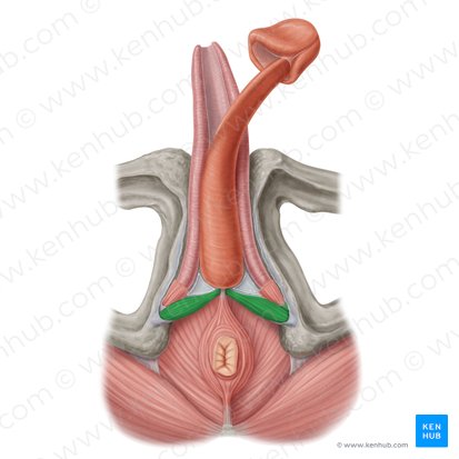 Musculus transversus superficialis perinei (Oberflächlicher querer Dammmuskel); Bild: Samantha Zimmerman