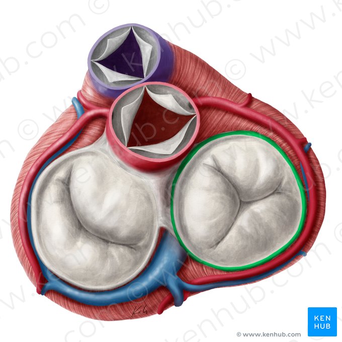 Anillo fibroso de la valva atrioventricular derecha (Anulus fibrosus valvae atrioventricularis dextrae); Imagen: Yousun Koh