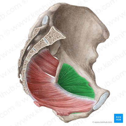 Músculo obturador interno (Musculus obturatorius internus); Imagen: Liene Znotina