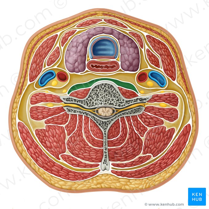 Espaço perigoso (Spatium prevertebrale interfasciale); Imagem: Irina Münstermann