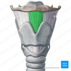 Ligamentum thyrohyoideum medianum (Mittleres Schildknorpel-Zungenbein-Band); Bild: Yousun Koh
