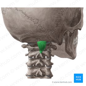 Músculo reto posterior maior da cabeça (Musculus rectus capitis posterior major); Imagem: Yousun Koh