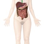 Development of the digestive system