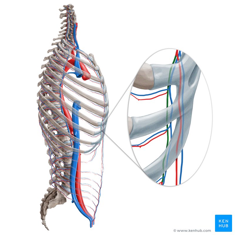 Musculophrenic artery (Arteria musculophrenica)