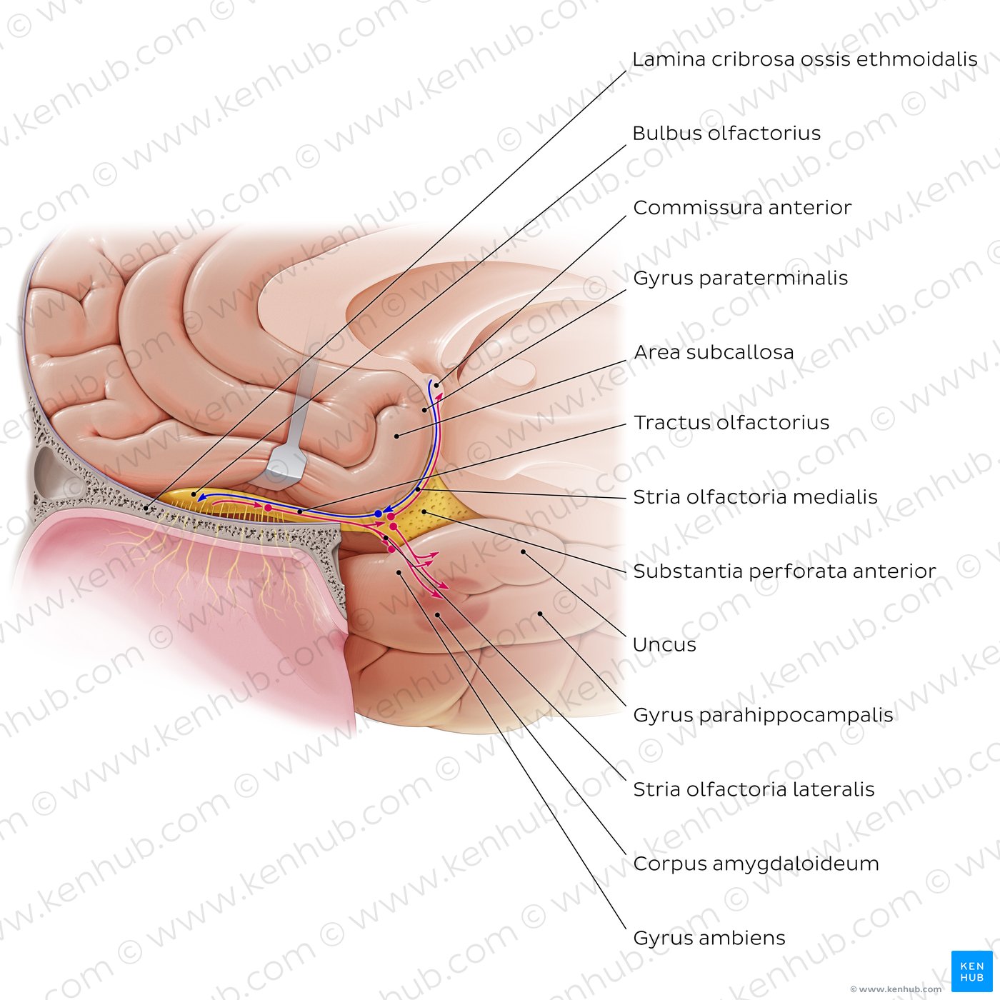 Olfactory nerve