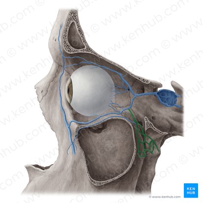 Plexus venosus pterygoideus (Flügelgeflecht); Bild: Yousun Koh