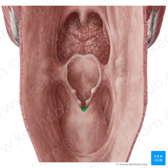 Incisura interaritenóidea (Incisura interarytenoidea); Imagem: Yousun Koh