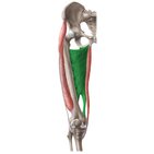 Adductor magnus muscle