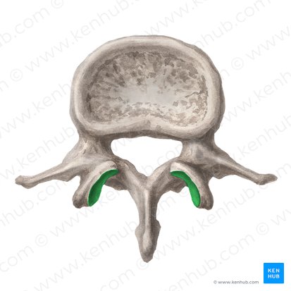 Facies articularis superior vertebrae (Obere Gelenkfläche des Wirbels); Bild: Liene Znotina