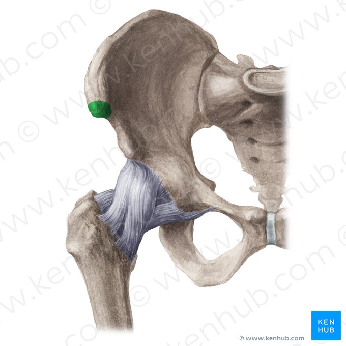 Anterior superior iliac spine (Spina iliaca anterior superior); Image: Liene Znotina