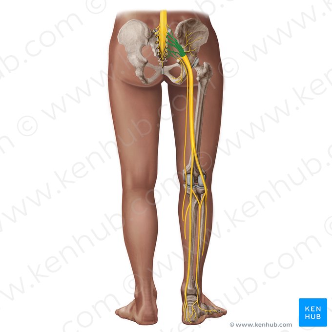 Plexo sacral (Plexus sacralis); Imagem: Irina Münstermann