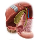 Galbladder in situ