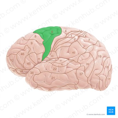 Área 6 de Brodmann (Area Brodmann 6); Imagem: Paul Kim