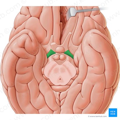 Optic tract (Tractus opticus); Image: Paul Kim