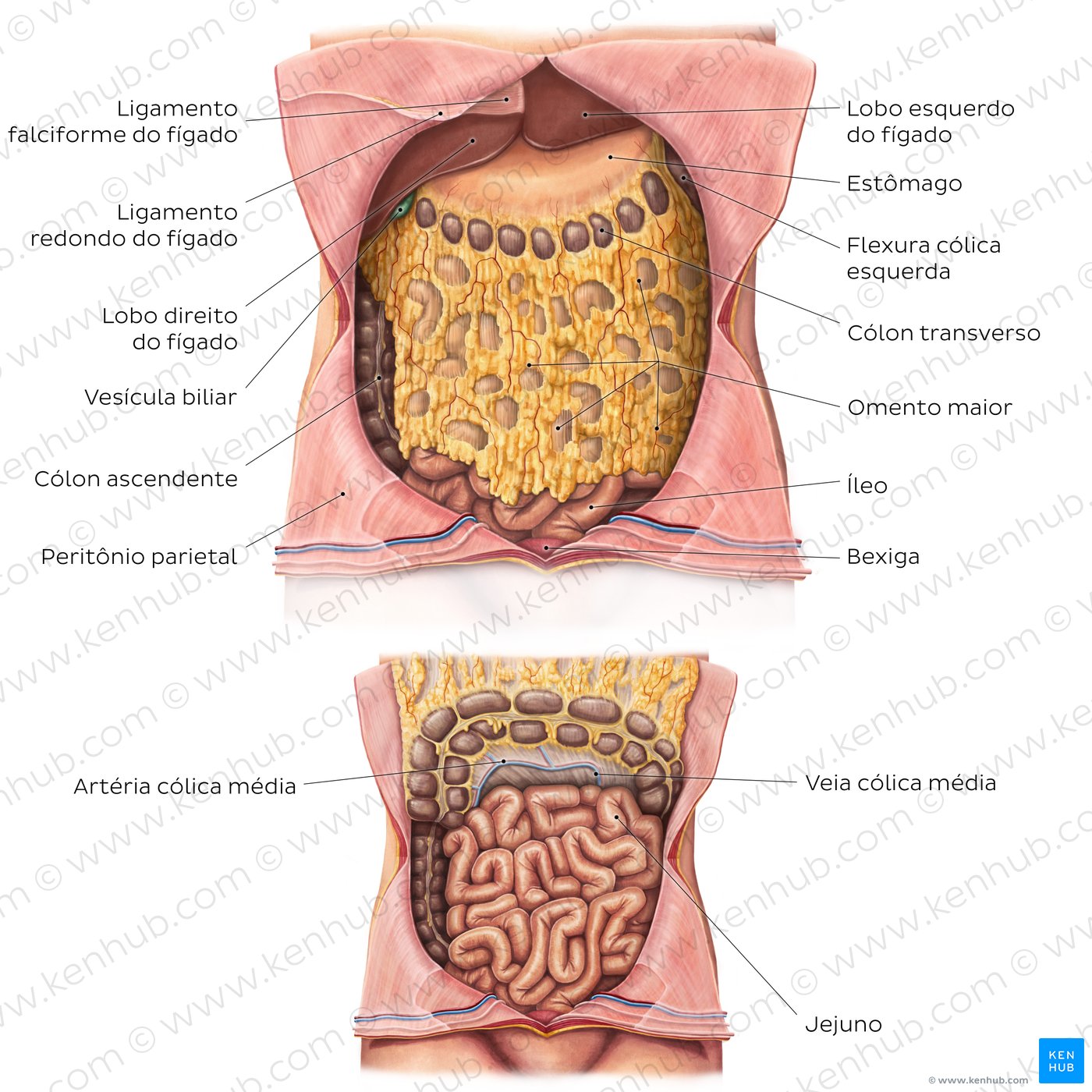 Greater omentum anatomy