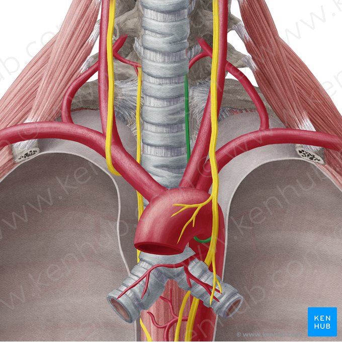 Left recurrent laryngeal nerve (Nervus laryngeus recurrens sinister); Image: Yousun Koh