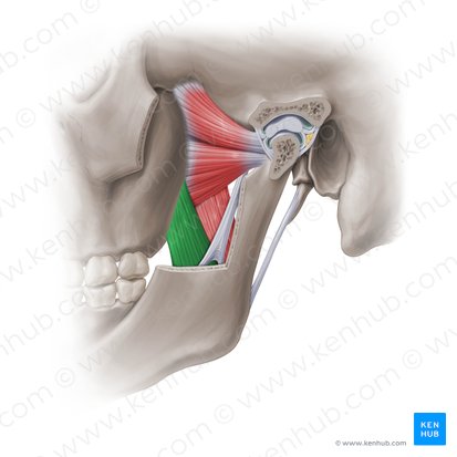 Superficial head of medial pterygoid muscle (Caput superficiale musculi pterygoidei medialis); Image: Paul Kim