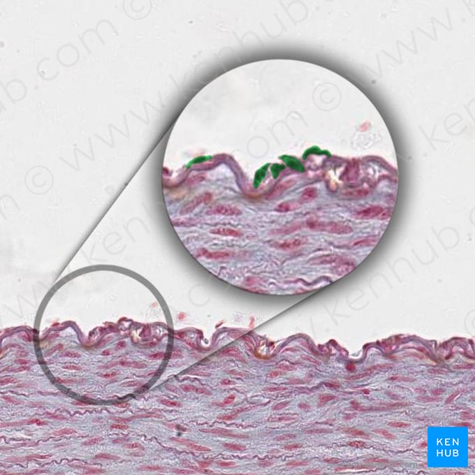 Endotélio (Endothelium); Imagem: 