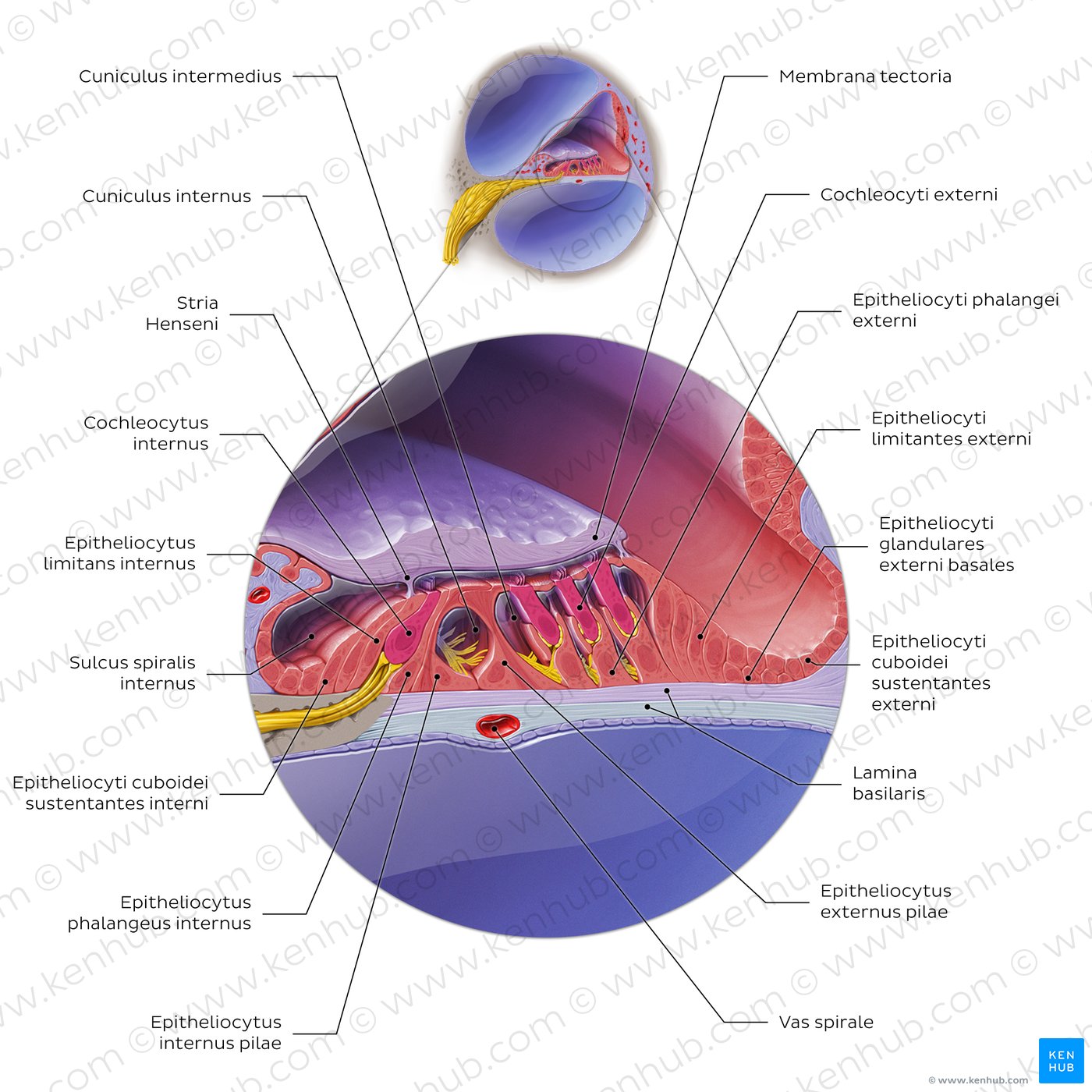 Cochlear duct/spiral organ: cross section
