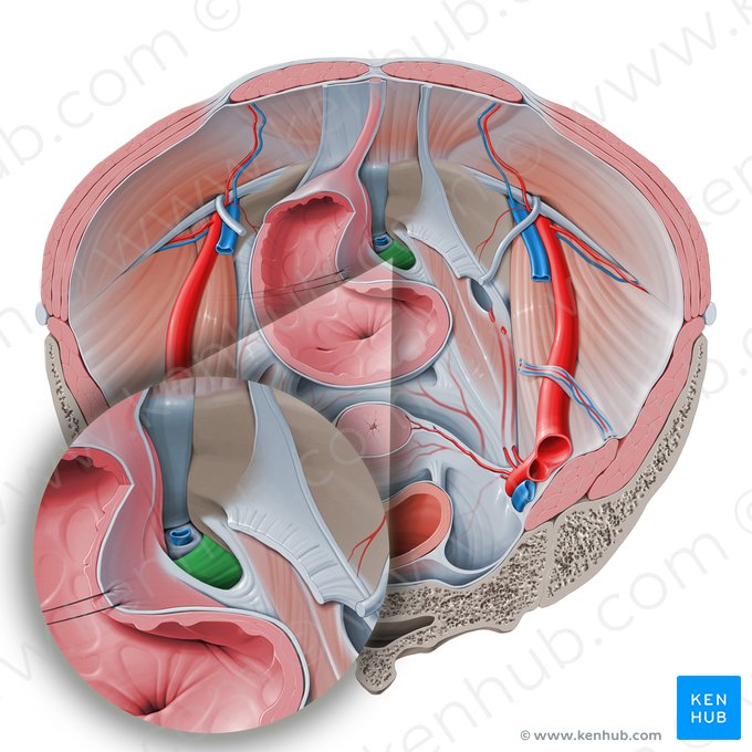 Ligamento transverso do períneo (Ligamentum transversum perinei); Imagem: Paul Kim