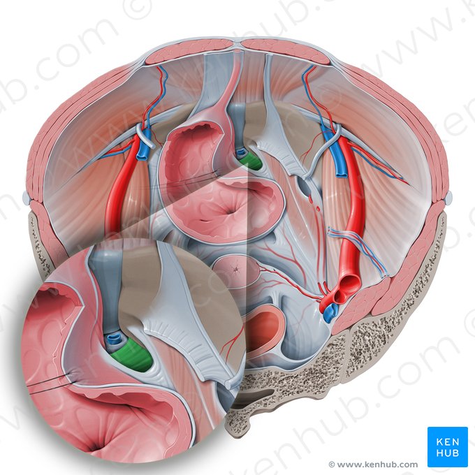 Ligamentum transversum perinei (Querband des Dammes); Bild: Paul Kim