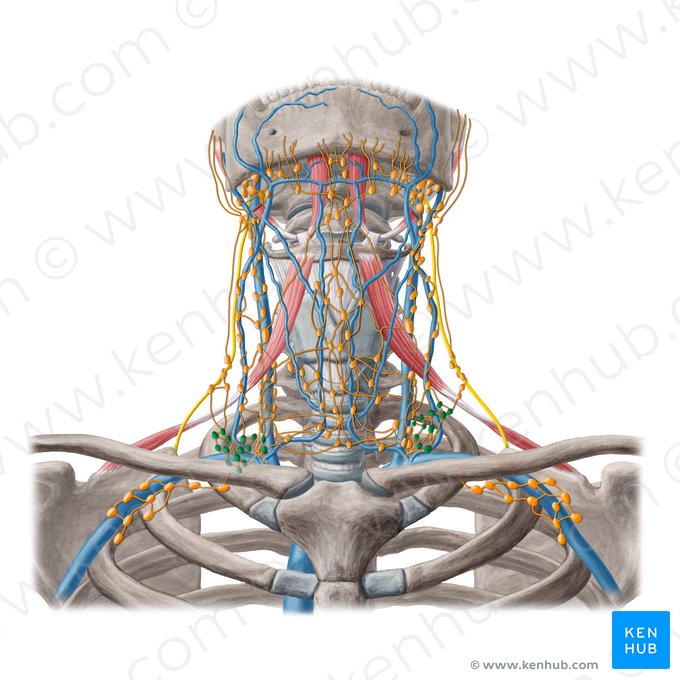 Supraclavicular lymph nodes (Nodi lymphoidei supraclaviculares); Image: Yousun Koh