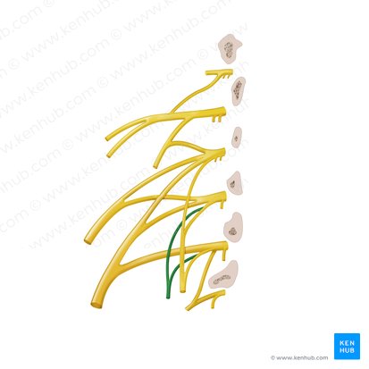Accessory obturator nerve (Nervus obturatorius accessorius); Image: Begoña Rodriguez