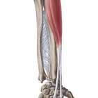 Radial muscles of the forearm