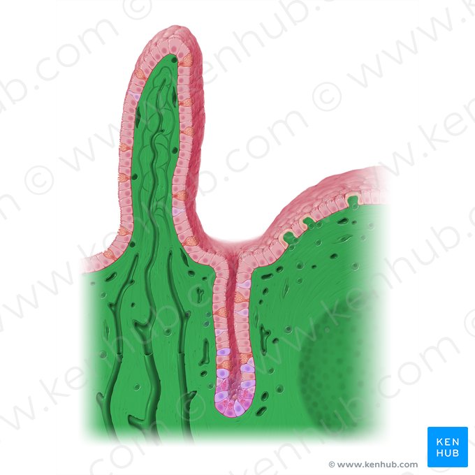 Lâmina própria da mucosa (Lamina propria mucosae); Imagem: Paul Kim