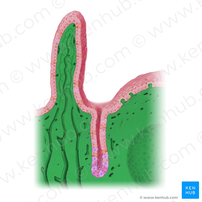 Lamina propria of mucosa (Lamina propria mucosae); Image: Paul Kim