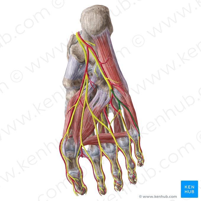 Superficial branch of lateral plantar nerve (Ramus superficialis nervi plantaris lateralis); Image: Liene Znotina